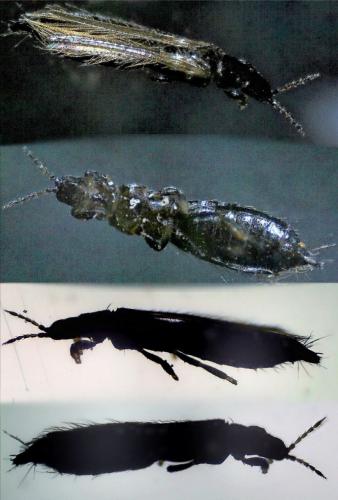 Réf. 223 199 : Limothrips cerealium
